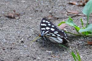 地面で吸水するゴマダラチョウ