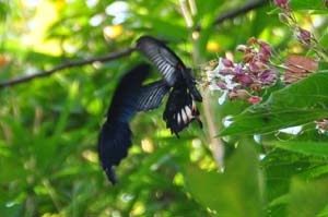 ♀にアタックするナガサキアゲハ♂発見!