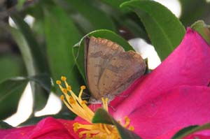 サザンカで吸蜜するムラサキシジミ