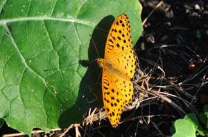 大根の葉にツマグロヒョウモン♂
