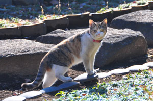 トラ年