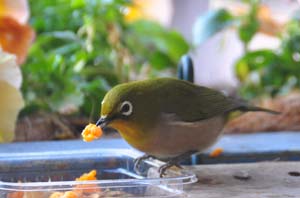 ミカンを食べるメジロ