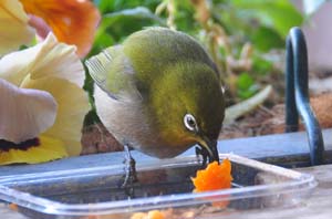 ミカンを食べるメジロ