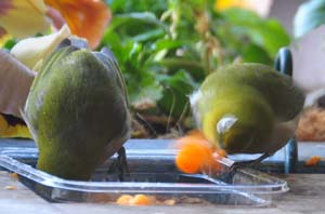 ミカンを食べるメジロ