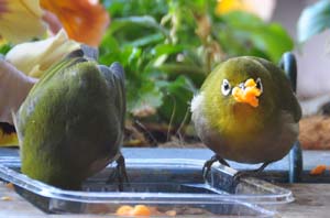 ミカンを食べるメジロ