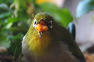 ミカンを食べるメジロ