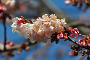 寒桜