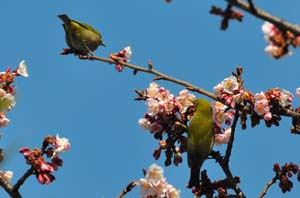 寒桜にメジロ