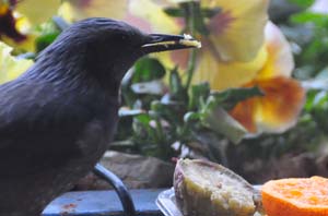サツマイモを食べるヒヨドリ