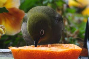 ミカンを食べるメジロ