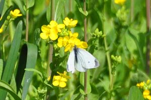 菜の花で吸蜜するモンシロチョウ