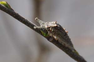 エノキの新芽を懸命に食べているゴマダラチョウの幼虫