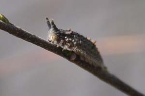 次の新芽に向かうゴマダラチョウの幼虫