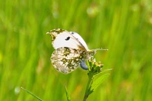 ツマキチョウ♀ 産卵