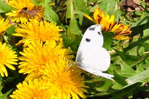 ツマキチョウ♀