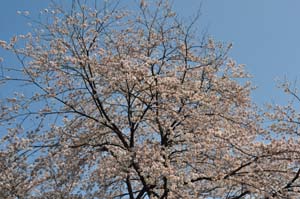 サクラ
