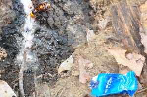クヌギの木の樹液にスズメバチ