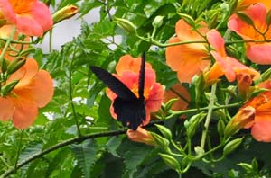 ノウゼンカズラで吸蜜するナガサキアゲハ♂