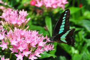ペンタスで吸蜜するアオスジアゲハ