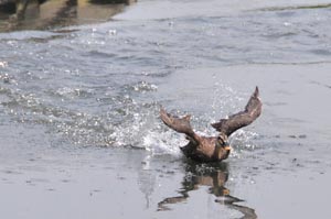 カルガモのお母さん、魚を追いかける