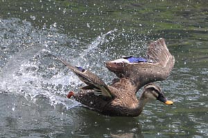 カルガモのお母さん、魚を追いかける