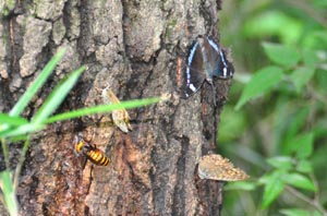 クヌギの樹液に集まる昆虫たち