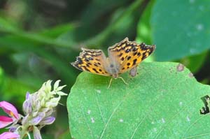 キタテハ