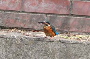 魚を食べるカワセミ