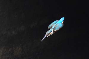 飛び込むカワセミ