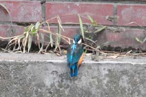 戻ったカワセミ