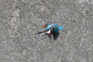 飛び立つカワセミ