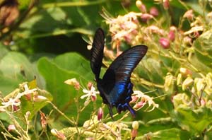 カラスアゲハ