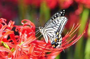 彼岸花にナミアゲハ