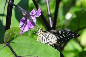 茄子の花にナミアゲハ
