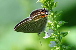 青紫蘇の花にウラナミシジミ
