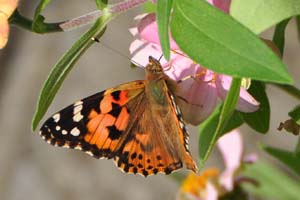 ヒャクニチソウにヒメアカタテハ