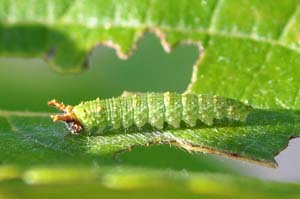 アカボシゴマダラの幼虫