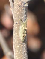 アカボシゴマダラの幼虫