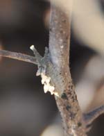 アカボシゴマダラの幼虫