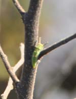 アカボシゴマダラの幼虫