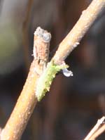 アカボシゴマダラの幼虫