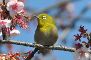 寒桜にメジロ
