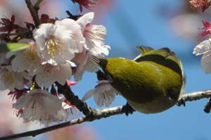 寒桜にメジロ