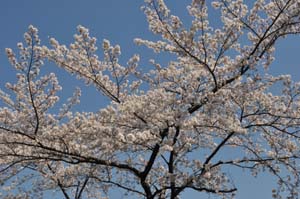 満開のサクラ