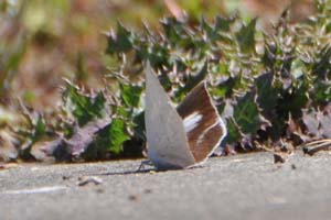 ウラギンシジミの♀