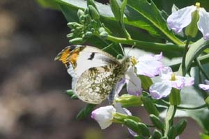 大根の花が好きなツマキチョウ♂