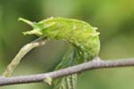ゴマダラチョウの幼虫