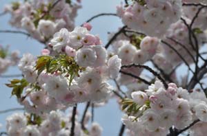 八重桜