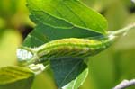 アカボシゴマダラの幼虫