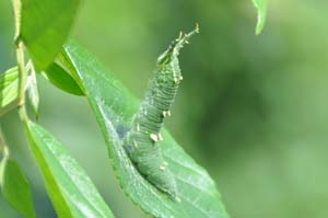 アカボシゴマダラの幼虫